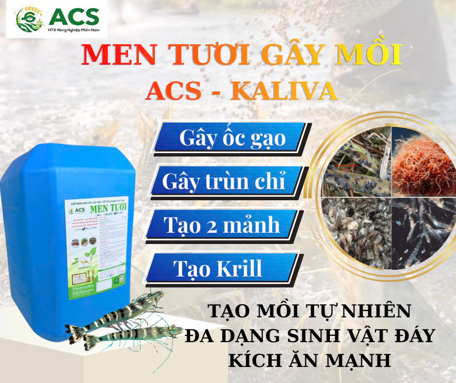 Men Tươi Gây Mồi — Gây ốc gạo, trùn chỉ, Krill